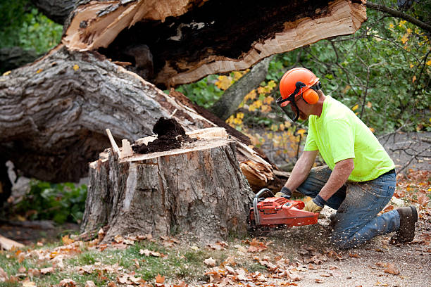 Best Tree Disease Treatment  in Mount Sterling, KY